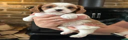 Cavalier King Charles Spaniel dogs for sale: Fully Health Tested Blenheim CKCS Puppies - Advert 36