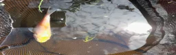 Koi Carp fish for sale: Natural bred Koi  in Felixstowe - Advert 2