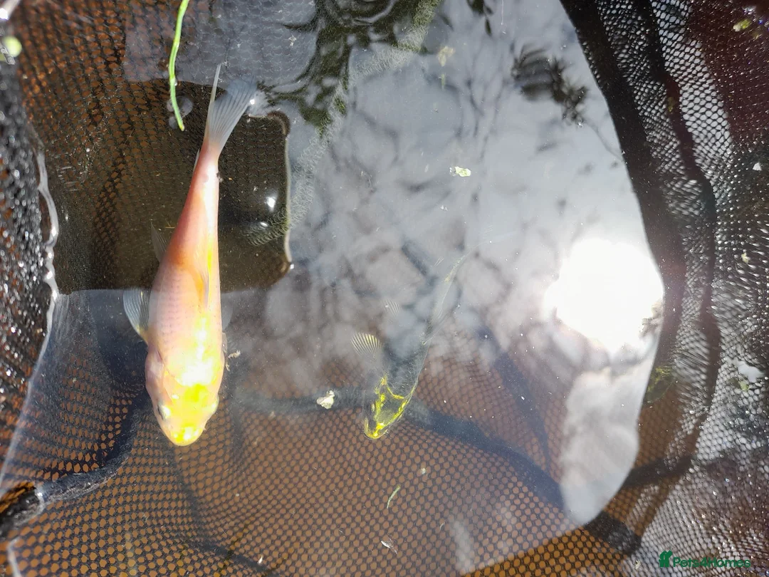 Koi Carp fish for sale: Natural bred Koi  in Felixstowe - Advert 2