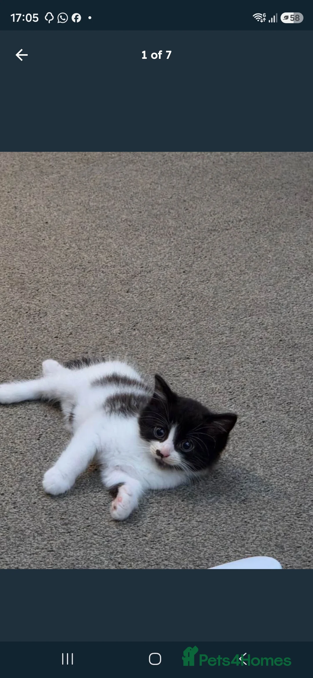 Mixed Breed cats for sale: 2 adorable females and 1 male kitten for sale - Advert 2