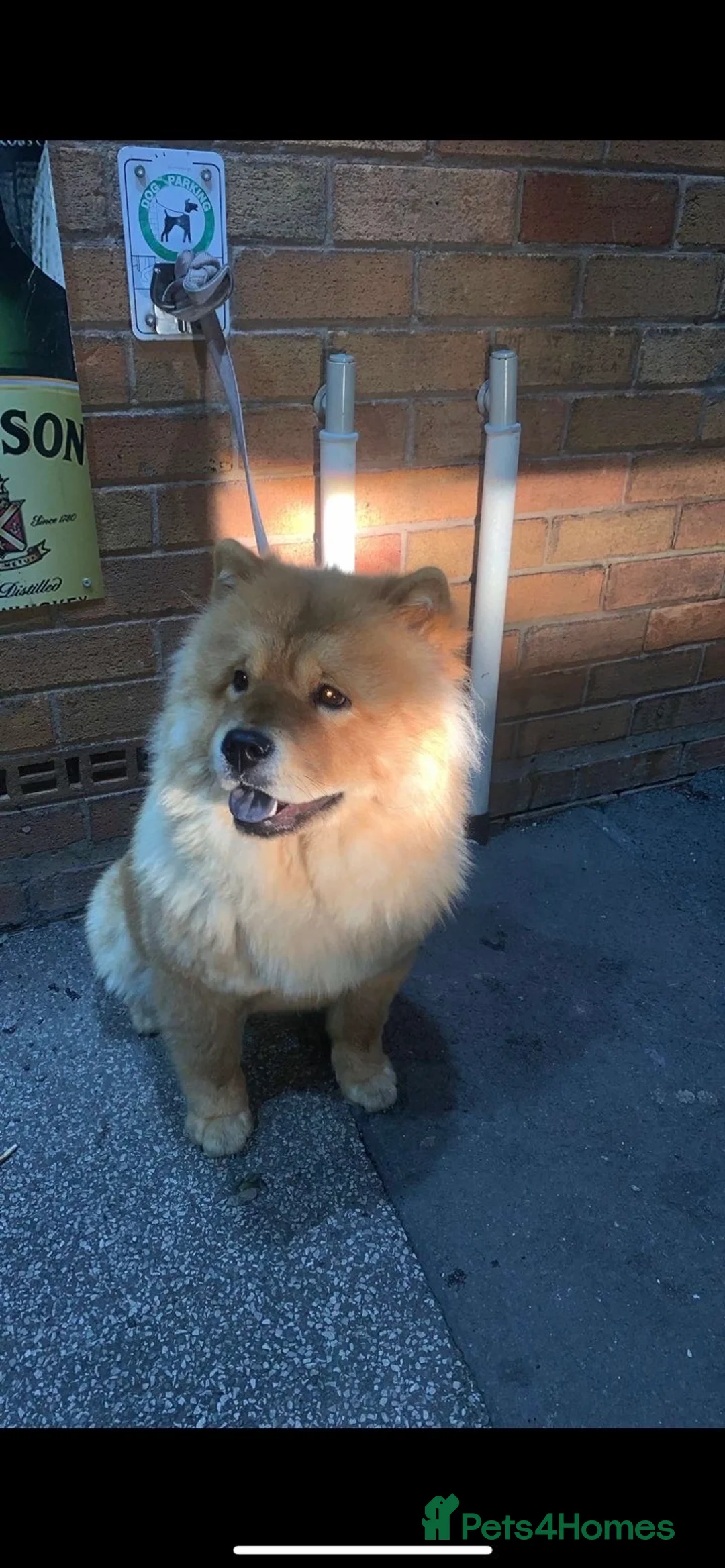 Chow Chow dogs for sale: Narla  - Advert 3