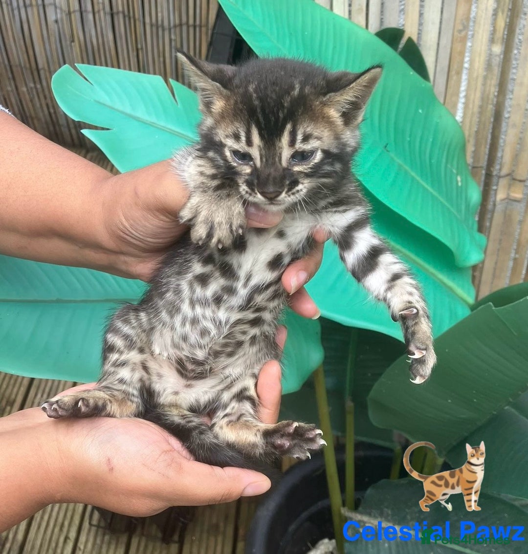 Bengal cats for sale: RARE PEDIGREE BENGAL KITTEN 07542924995  - Image 3