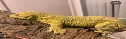 Gecko reptiles for sale: Collection of leachie geckos  - Advert 2
