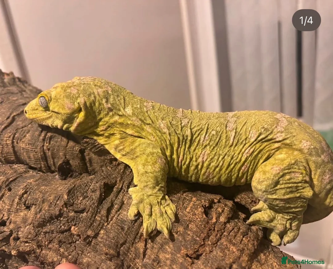 Gecko reptiles for sale: Collection of leachie geckos  - Advert 2