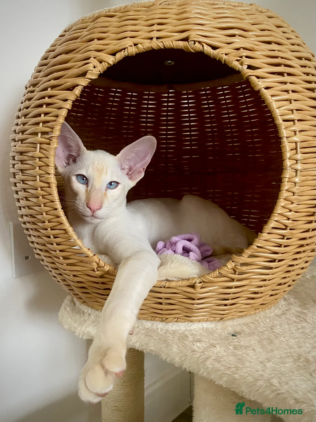 Siamese cats for sale: Supreme Pedigree Siamese kittens GCCF registered  - Advert 1