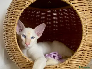 Siamese cats Supreme Pedigree Siamese kittens GCCF registered - Advert 7