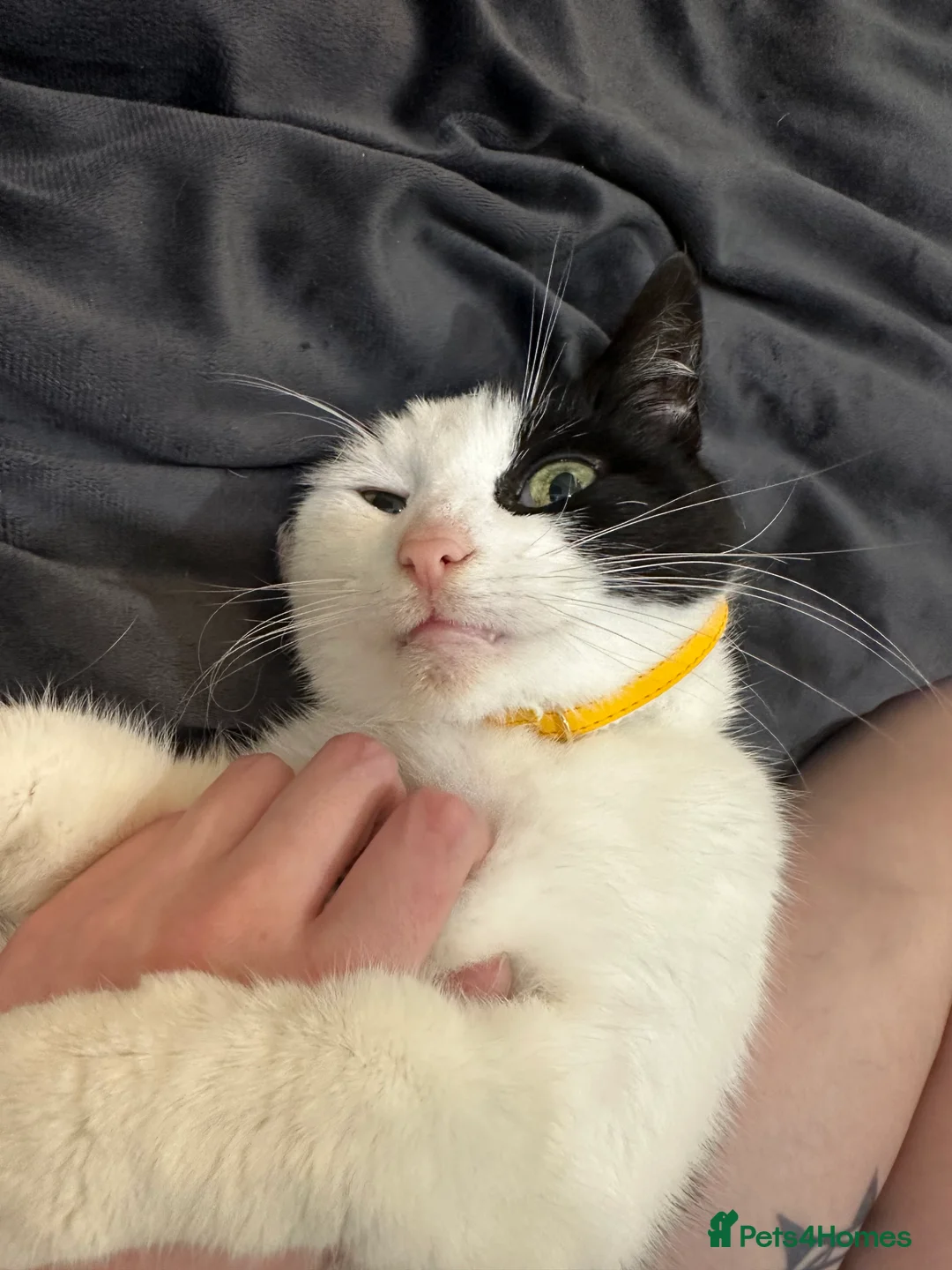 Mixed Breed cats for sale: 4 Year Old Female Cat - Advert 3