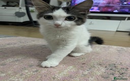 Ragdoll cats for sale: Female  - Image 4