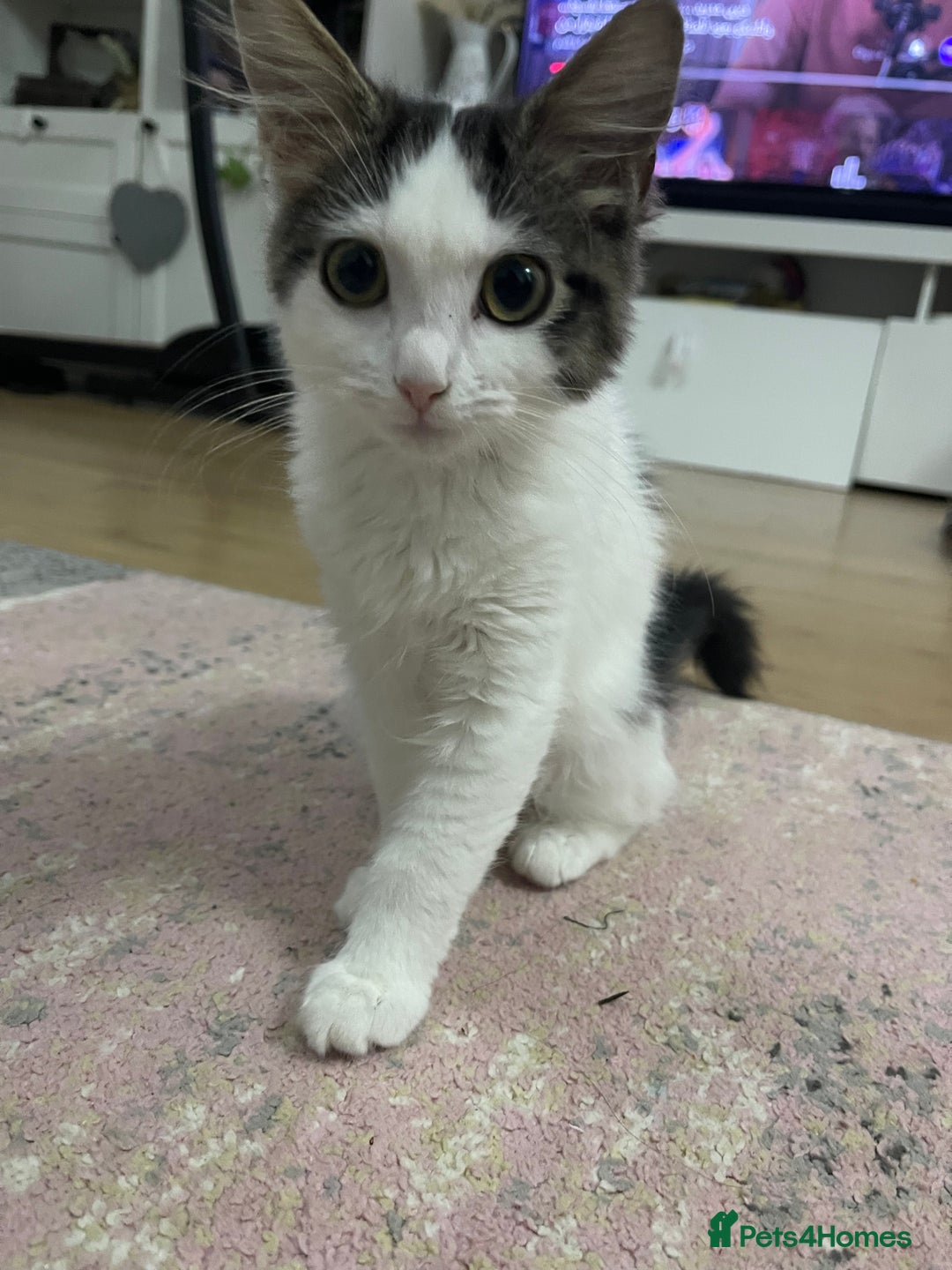 Ragdoll cats for sale: Female  - Image 4