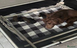 Cocker Spaniel dogs for sale: 3 Working Cocker Spaniel Dogs  - Image 10