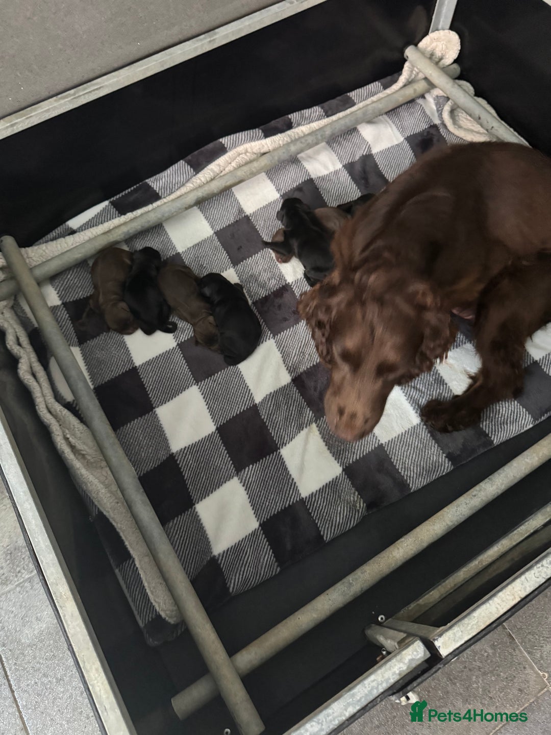 Cocker Spaniel dogs for sale: 3 Working Cocker Spaniel Dogs  - Image 10