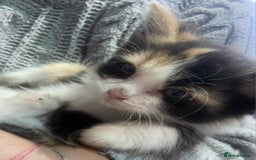 Ragdoll cats for sale: Ragdoll X  - Image 8