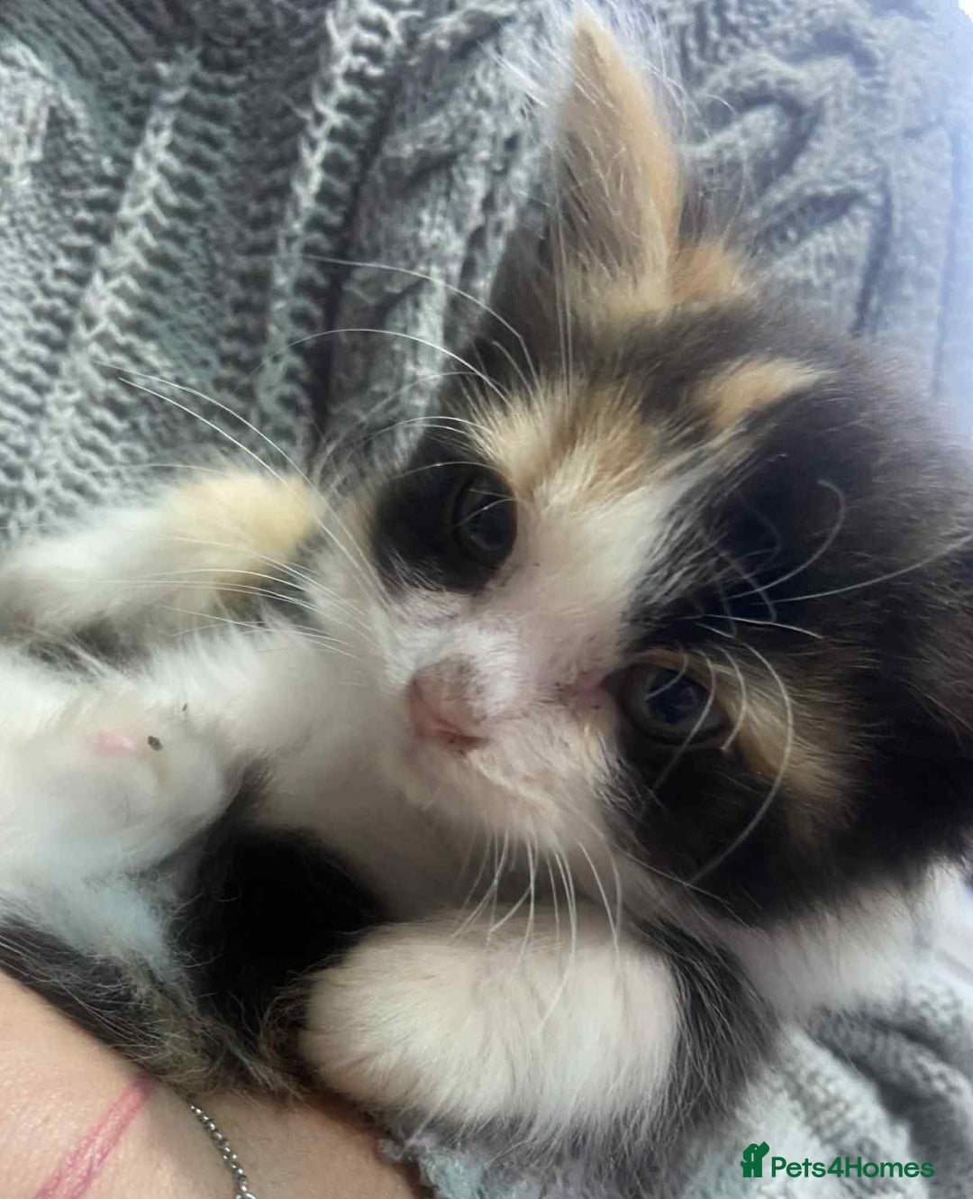 Ragdoll cats for sale: Ragdoll X  - Image 8