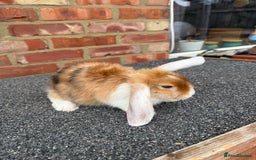 Mixed Breed rabbits for sale: Stunning mixed breed rabbits females  - Image 10