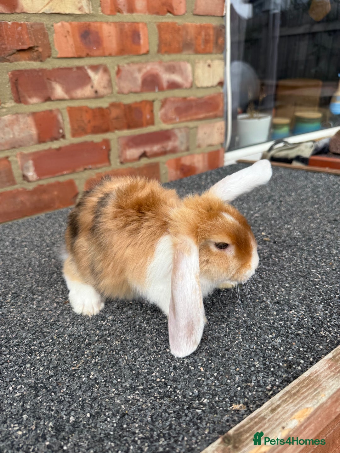 Mixed Breed rabbits for sale: Stunning mixed breed rabbits females  - Image 10