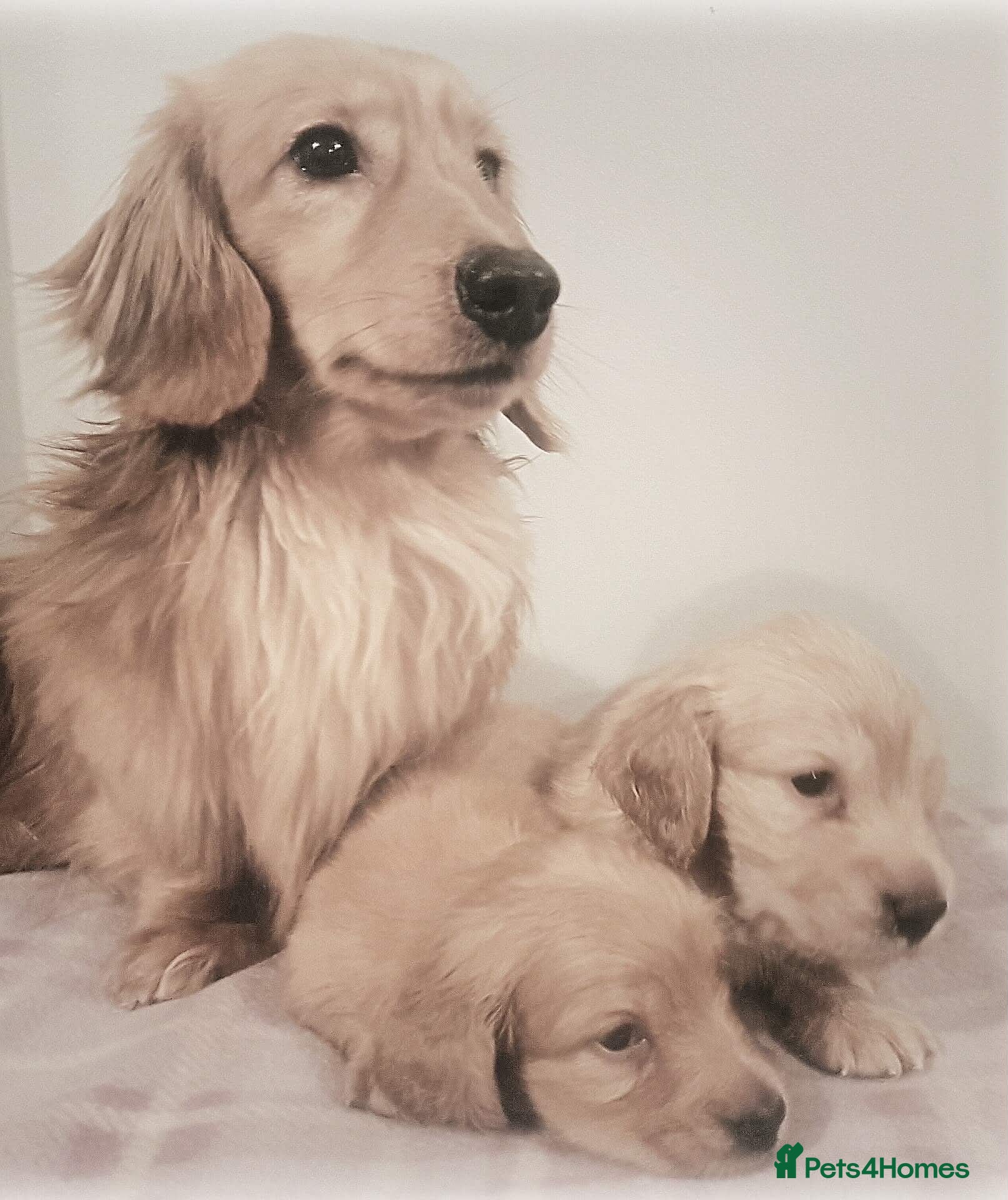 Miniature Dachshund dogs Show quality mini longhaired dachshunds pups - Advert 2