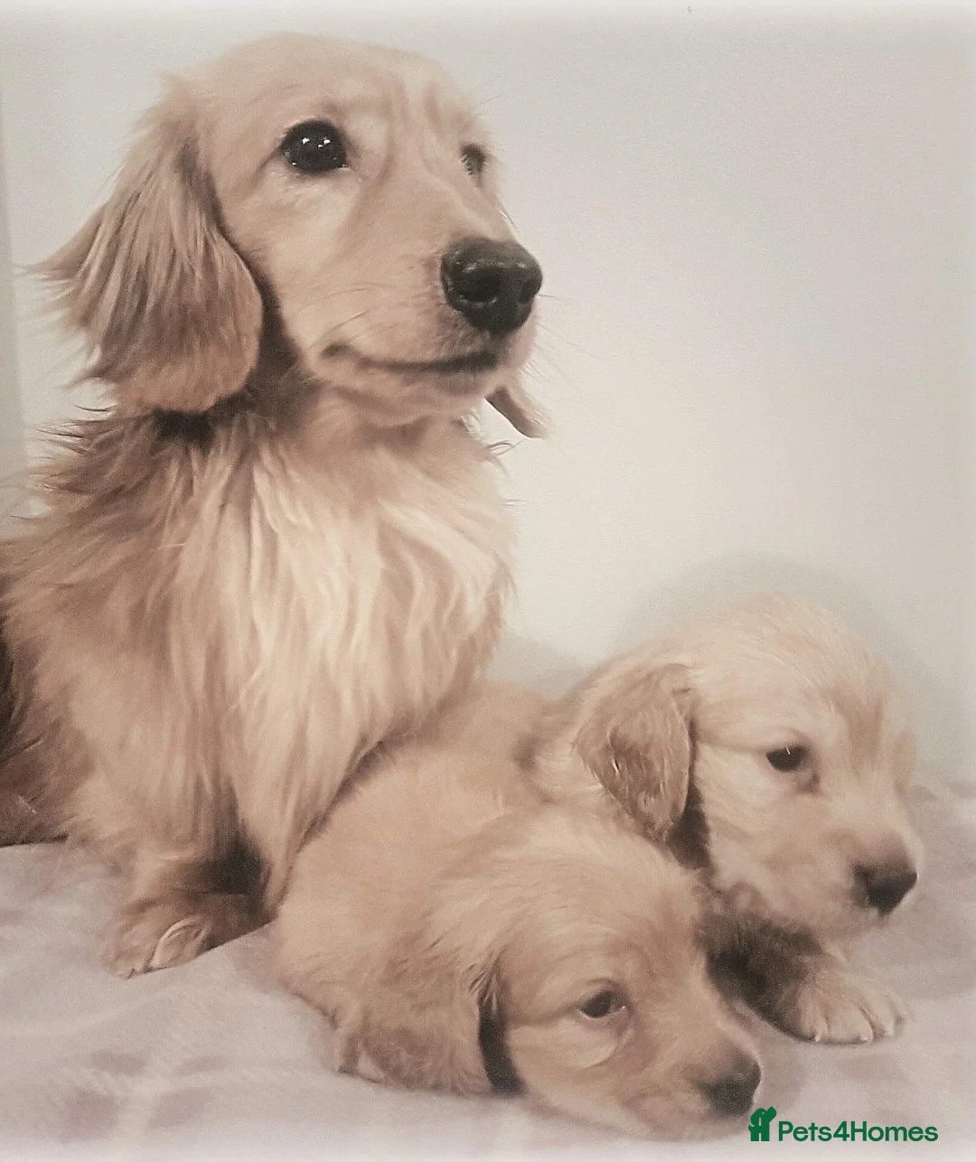 Miniature Dachshund dogs for sale: Show quality mini longhaired dachshunds pups - Advert 2
