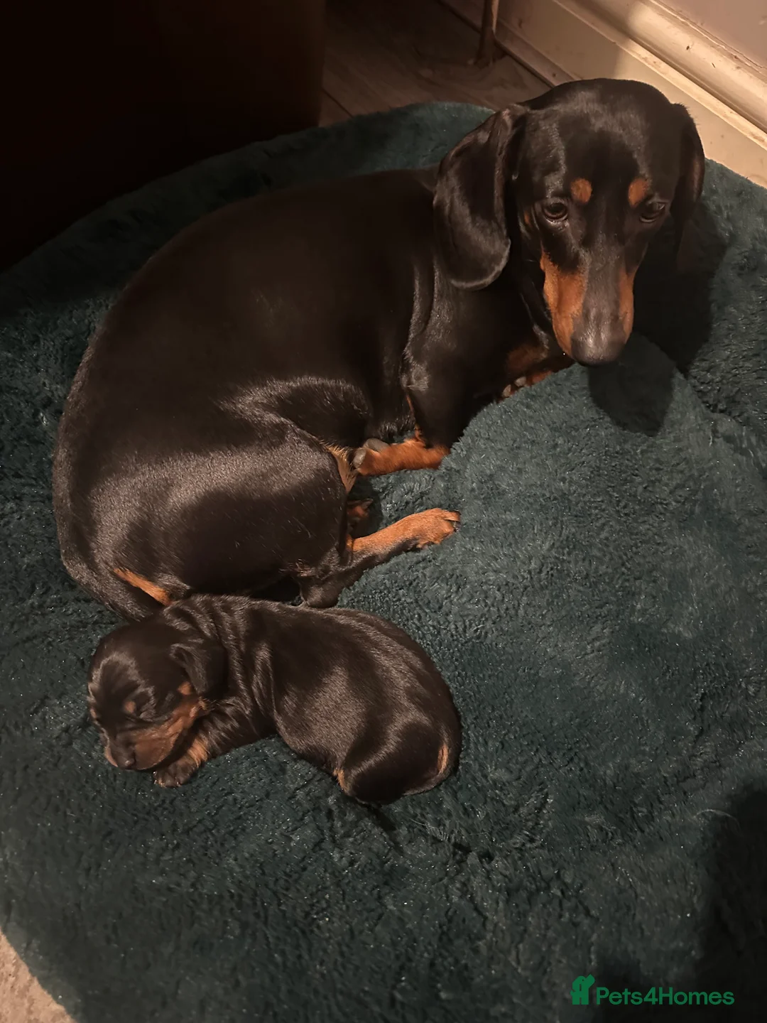 Miniature Dachshund dogs for sale: Miniature dachshund girl  - Advert 2