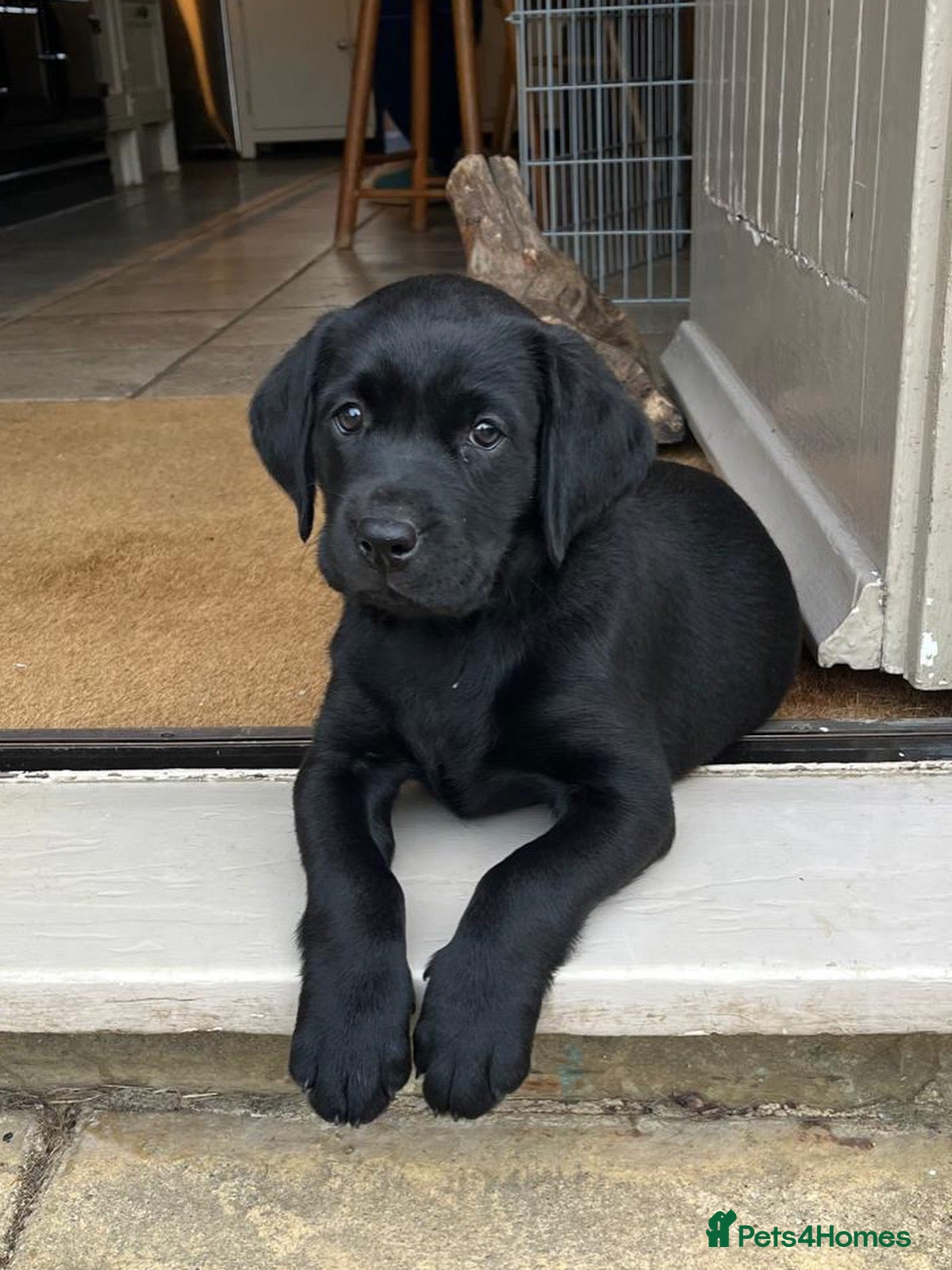 Labrador Retriever dogs Pedigree Labrador Puppies *Final puppy remaining* - Advert 1