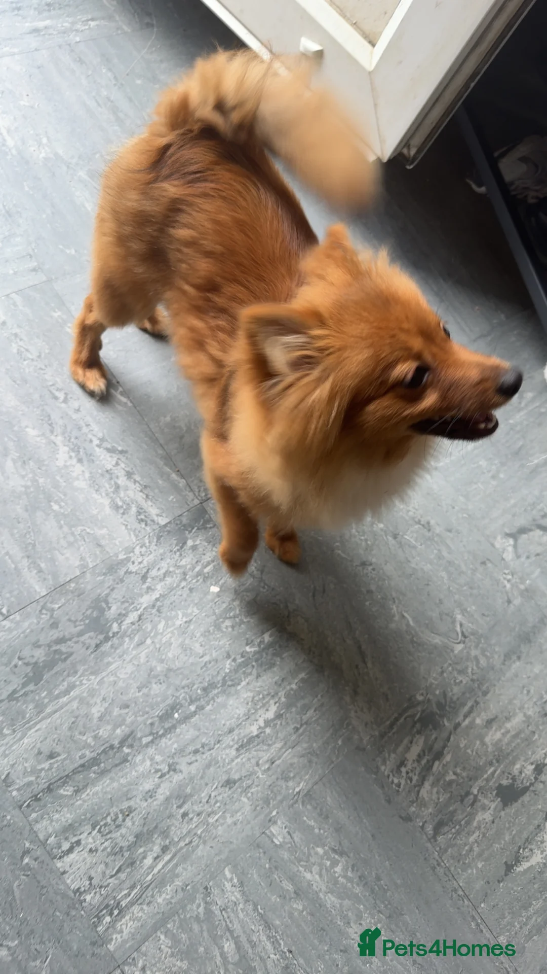 Pomeranian dogs for sale: Female Pomeranian  - Advert 2