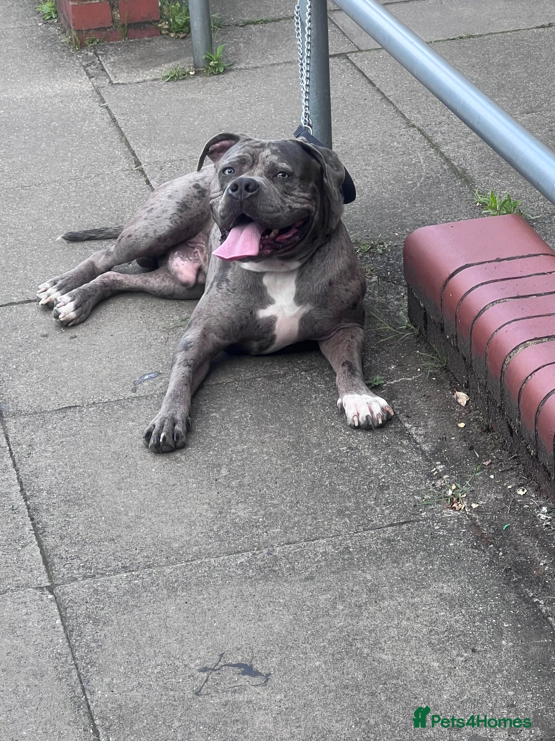 Alapaha Blue Blood Bulldog dogs for sale: Boy alapaha blue blood bulldog - Advert 2