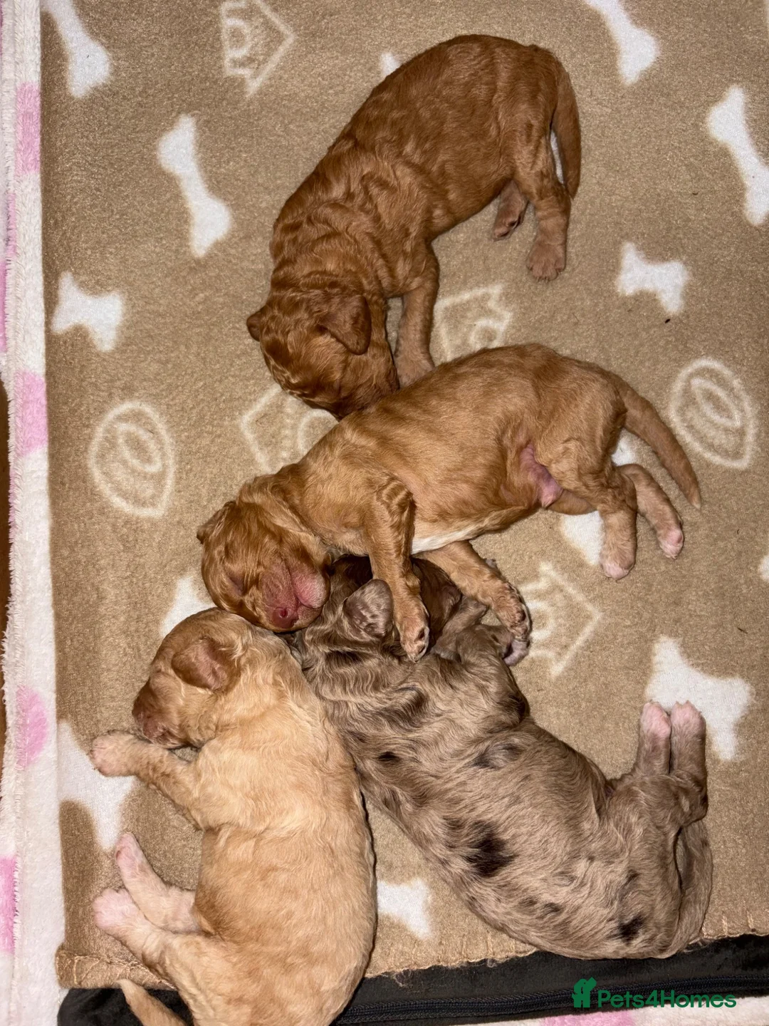 Cockapoo dogs for sale: Miniature Cockapoo Puppies - Advert 2