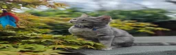 British Shorthair cats for sale: Rehoming our cats - Advert 5