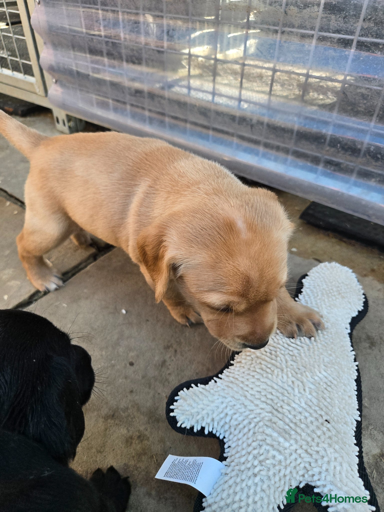 Labrador Retriever dogs for sale: Exceptionally well bred KC reg Working Labradors - Advert 20