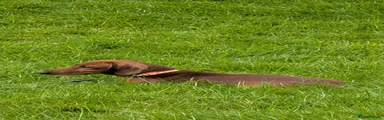 Miniature Dachshund Puppy 1