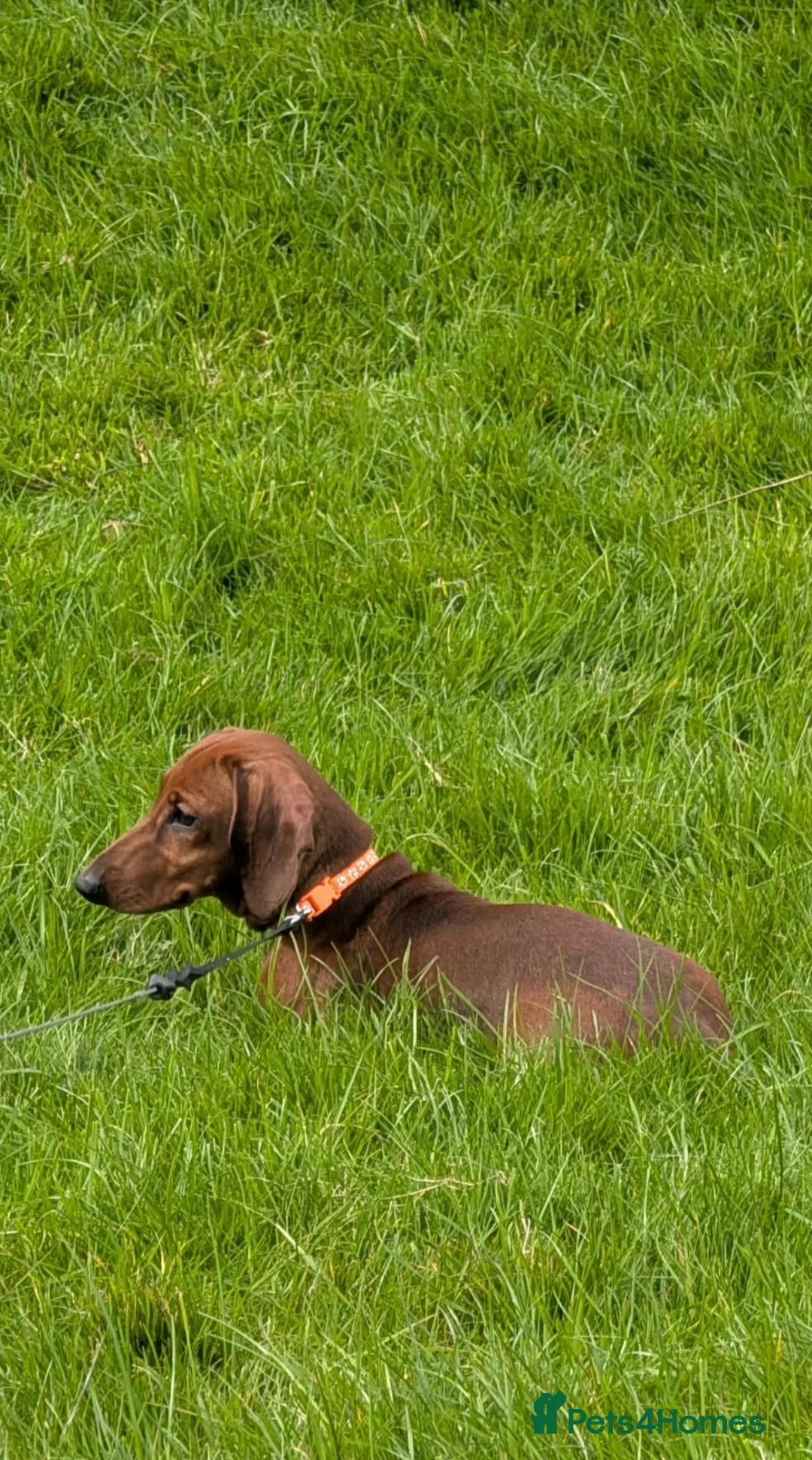 Miniature Dachshund dogs for sale: Miniature dachshund  - Advert 13