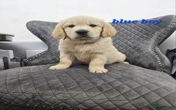 Golden Retriever dogs for sale: Ready go home Golden Retriever puppies ❤️  - Image 1