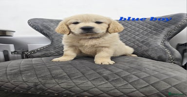 Golden Retriever dogs - Advert 3