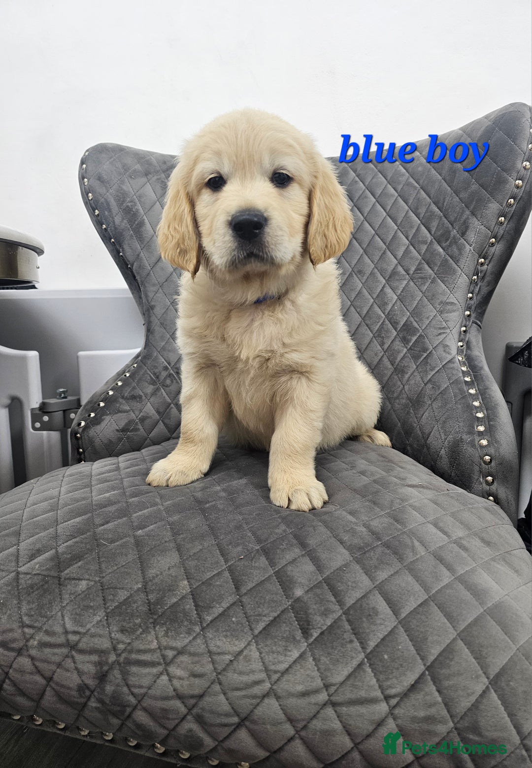 Golden Retriever dogs for sale: Ready go home Golden Retriever puppies ❤️  - Image 1
