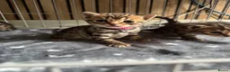 Bengal cats for sale: Stunning beautiful natured bengal cross kittens - Advert 34