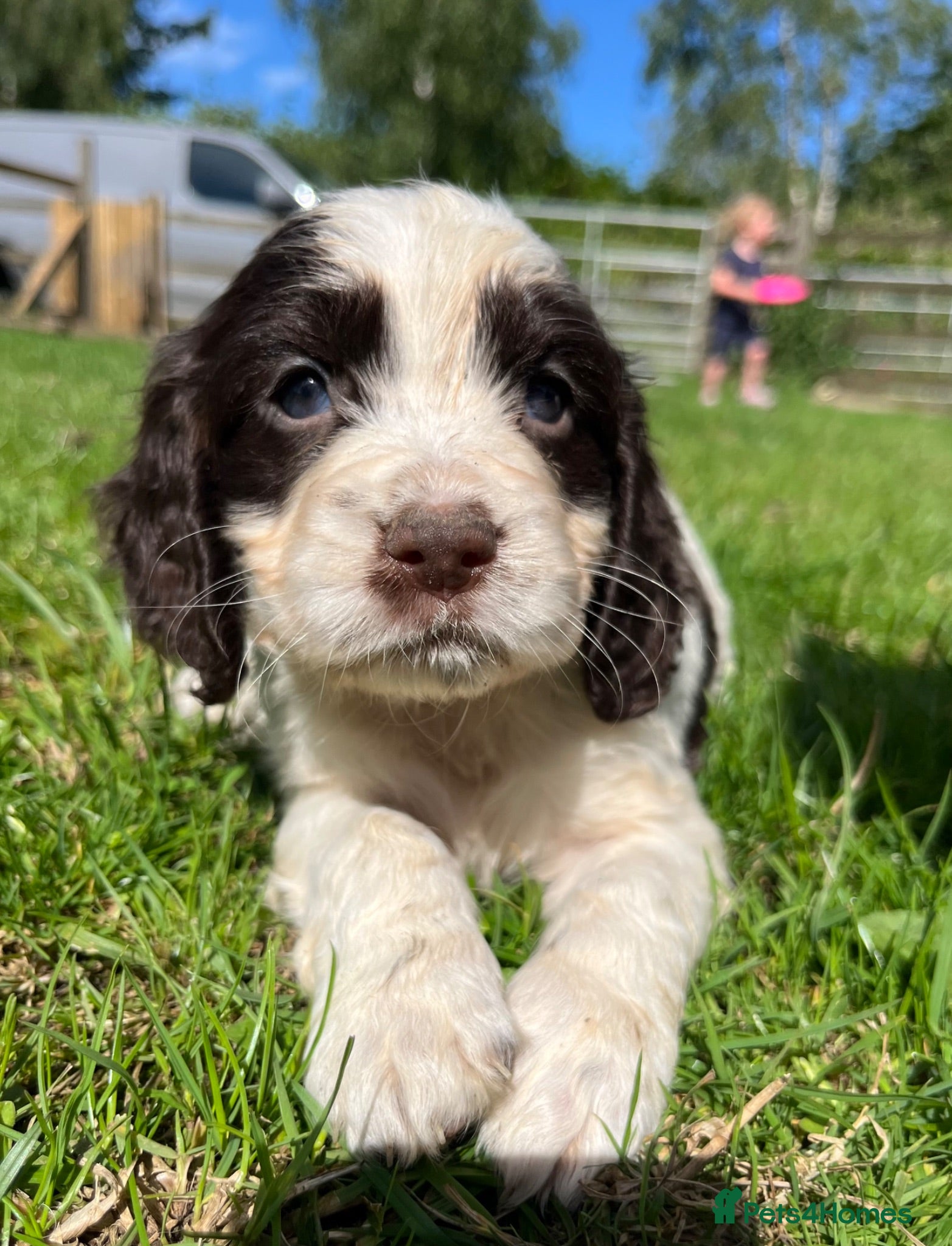 Cocker Spaniel dogs Outstanding cocker spaniel puppies - Advert 9