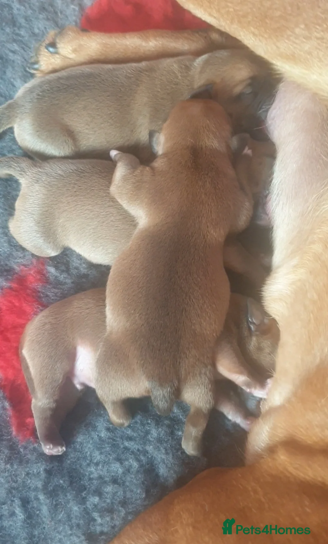 Staffordshire Bull Terrier dogs for stud: 🥨CHIEF CHAMPION SIRED. 🥨🏆  in Rochdale - Advert 21