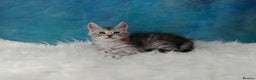 Maine Coon cats for sale: Shaded line Maine Coon kittens - Advert 23