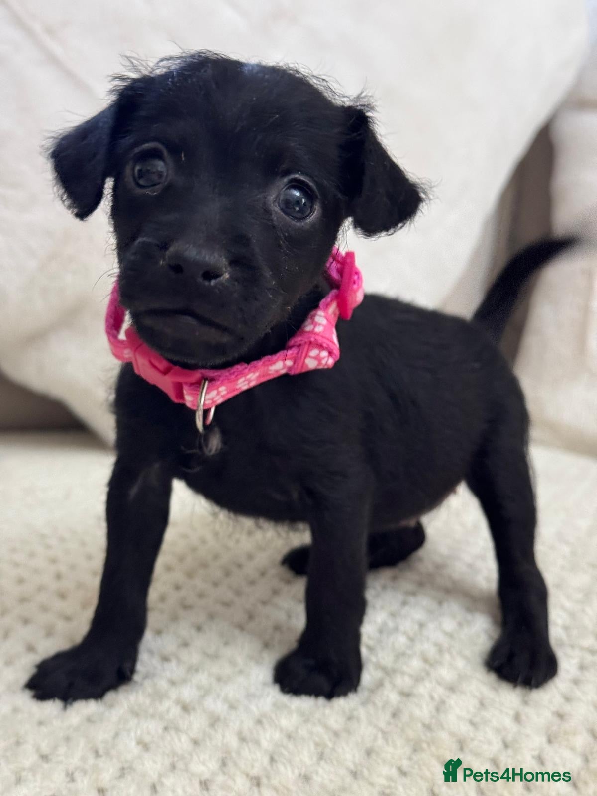 Patterdale Terrier dogs Rough curly coated full patterdales - Advert 1