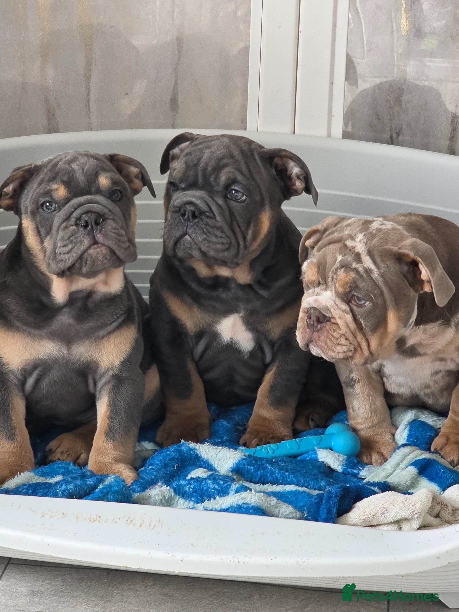 English Bulldog dogs British bulldog pups ready now  - Advert 1