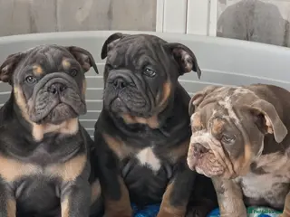 English Bulldog dogs British bulldog pups ready now - Advert 1