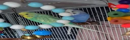 Budgerigars birds for sale: Male and Female budgies in Shrewsbury - Advert 3