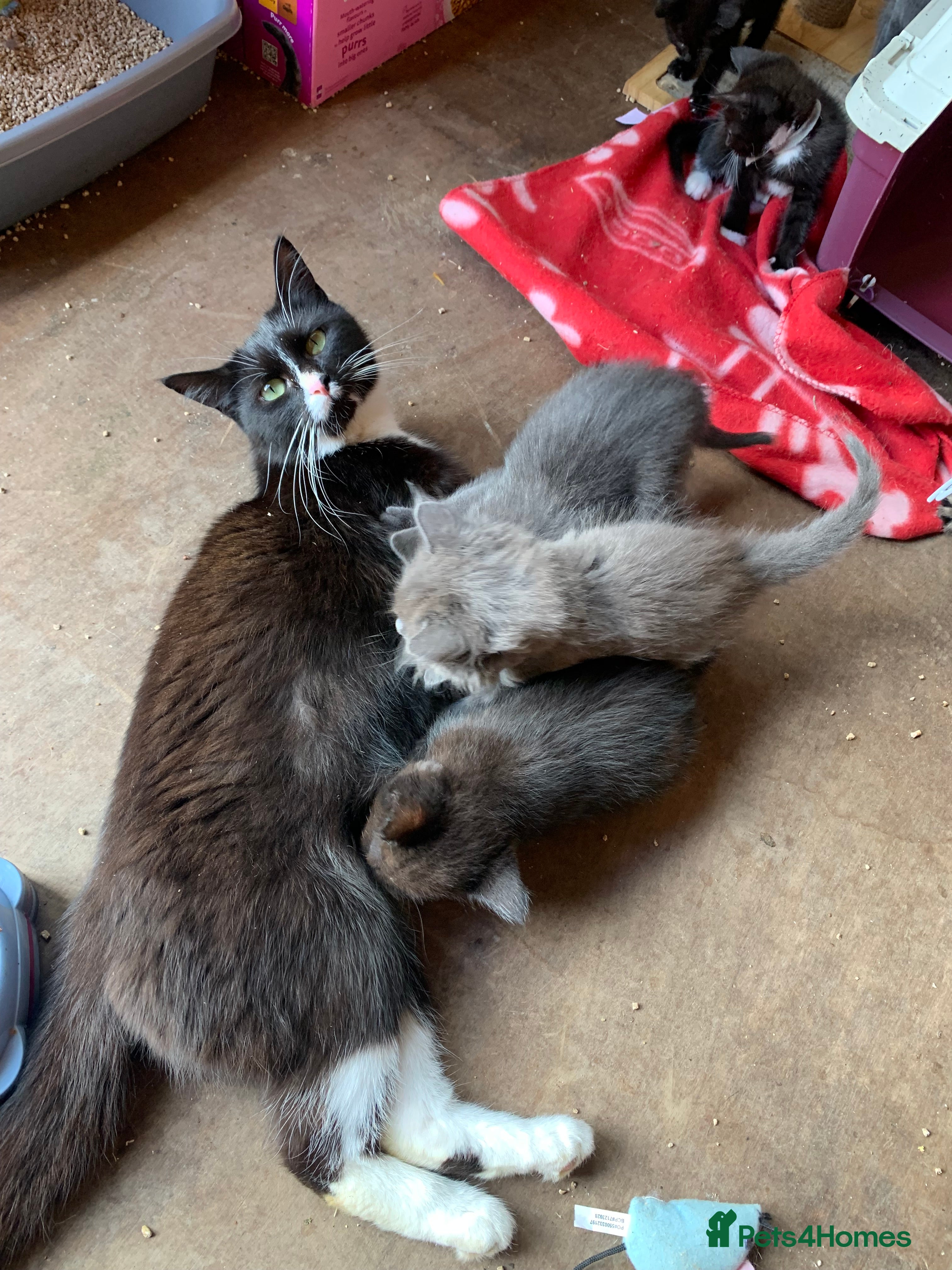 Mixed Breed cats 2 kittens for sale  - Advert 12
