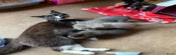 Mixed Breed cats for sale: 2 kittens for sale  - Advert 1
