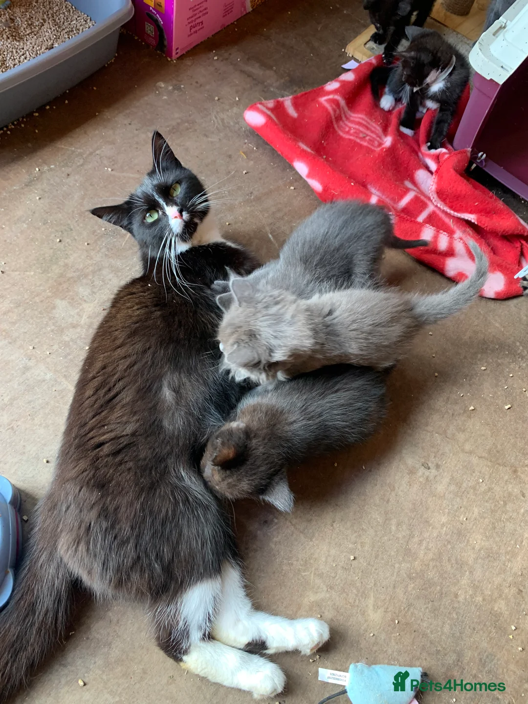 Mixed Breed cats for sale: 2 kittens for sale  - Advert 1