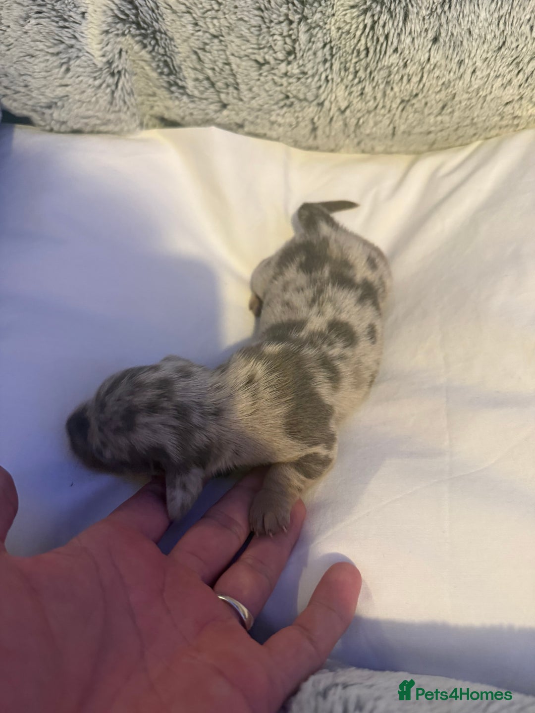 Dachshund dogs for sale: Dapple Dachshund Puppies - Image 13
