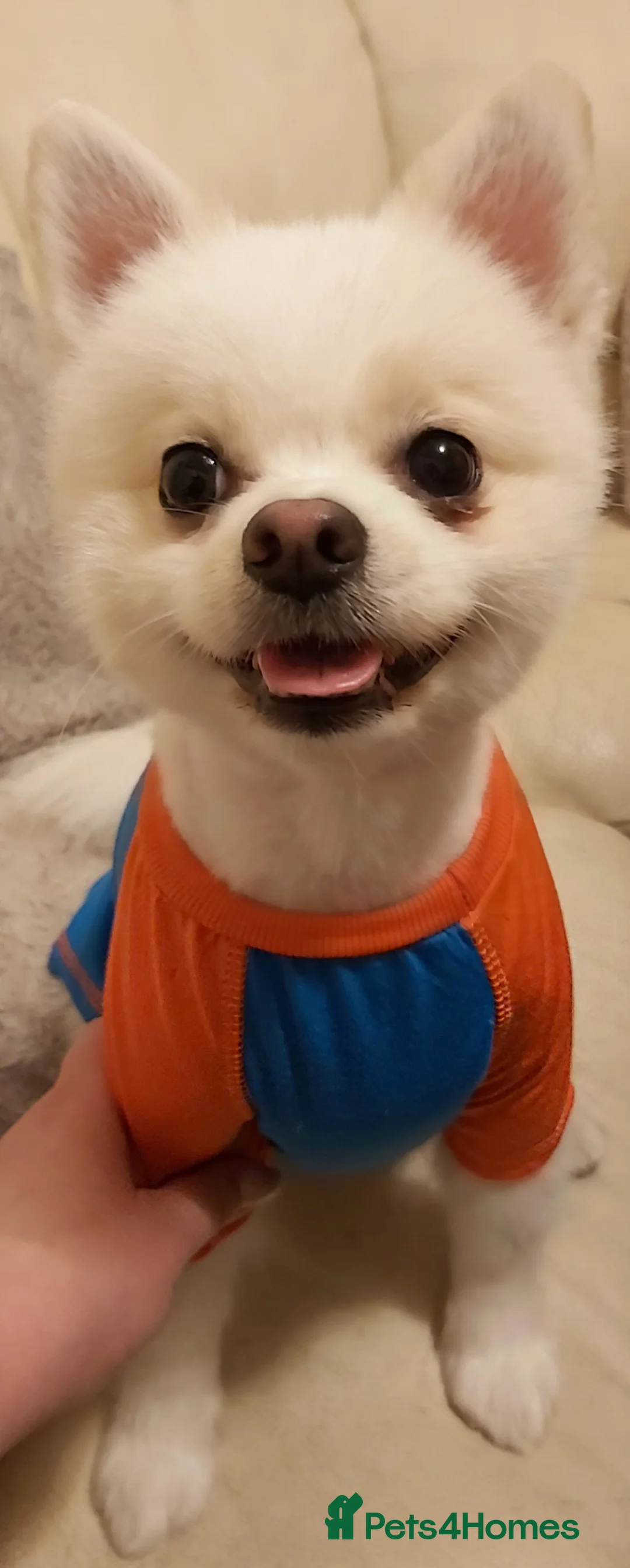 Pomeranian dogs for stud:  White Pomeranian dog “Proven, experienced STUD” in Ilford - Advert 18