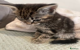 Mixed Breed cats for sale: Beautiful kitten  - Image 7