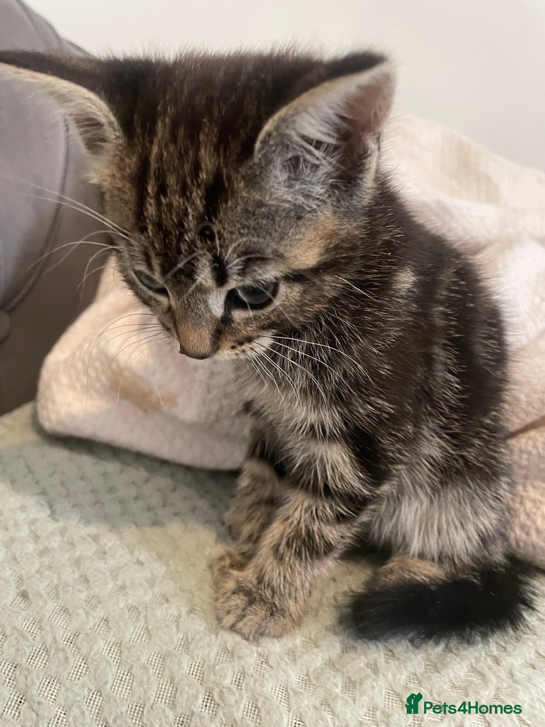 Mixed Breed cats for sale: Beautiful kitten  - Image 7