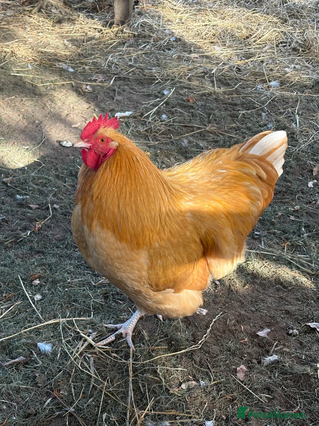 Chickens poultry for sale: 2 Pure Buff Orpington Cockerels  in Hull - Advert 1