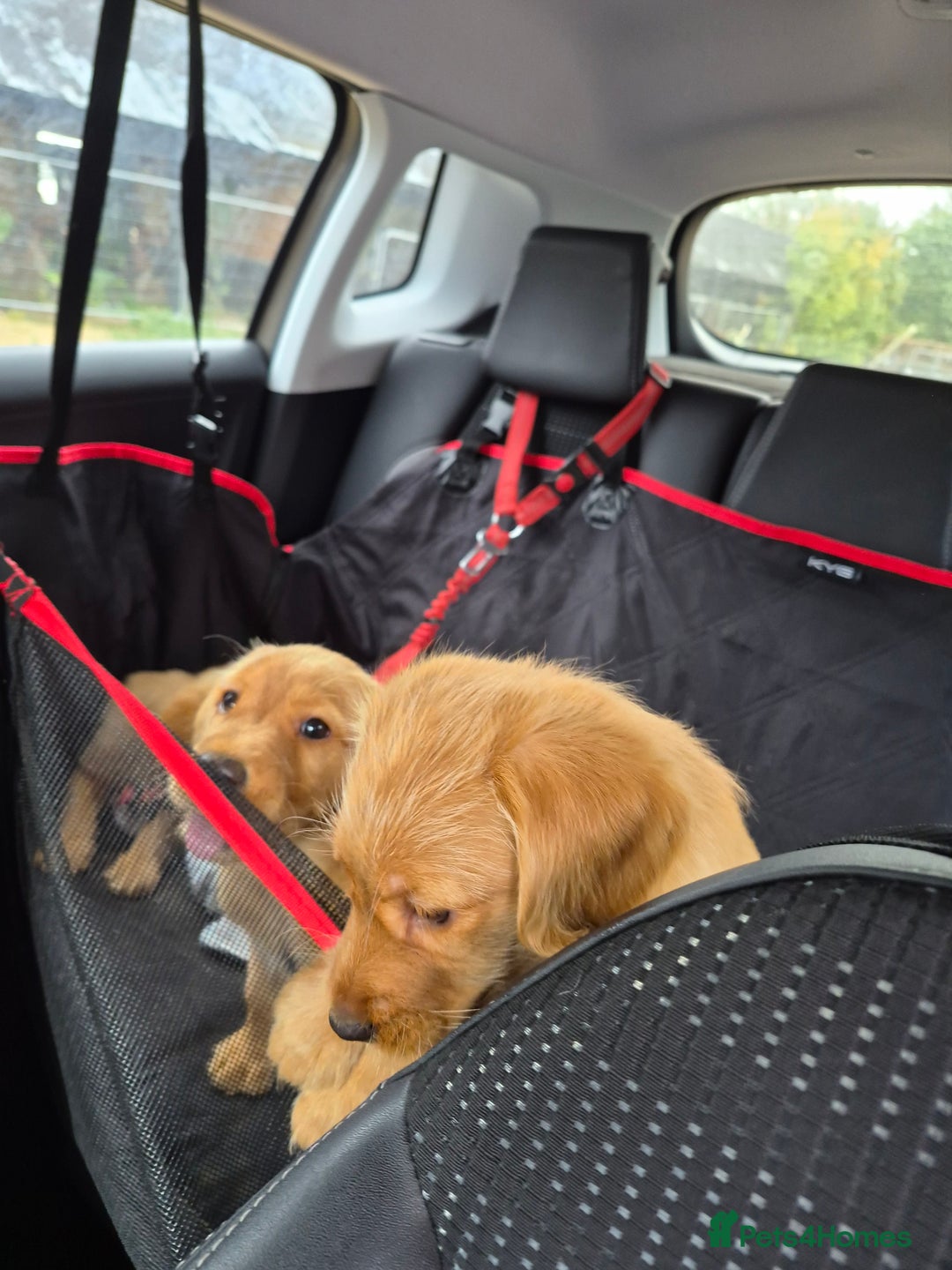 Labradoodle dogs for sale: Ready now gorgeous labradoodle puppies 3 boys - Image 4